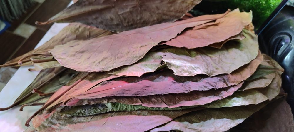 Листки кепатанга індійський мигдаль