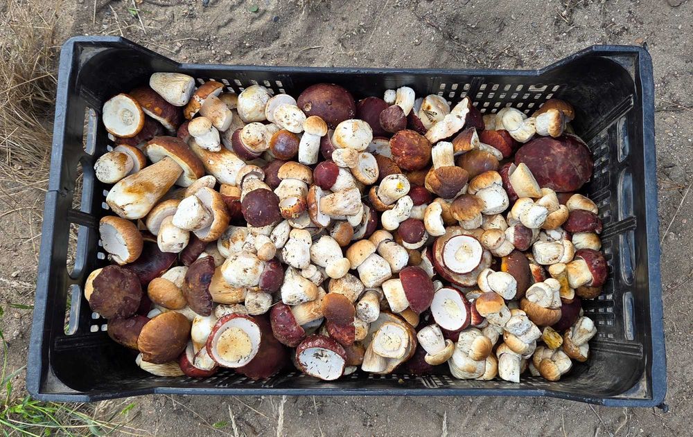 Świeże borowiki, grzyby leśne