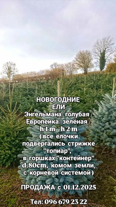 Ель зелёная "ЕВРОПА" h1.5m - h 2.5m