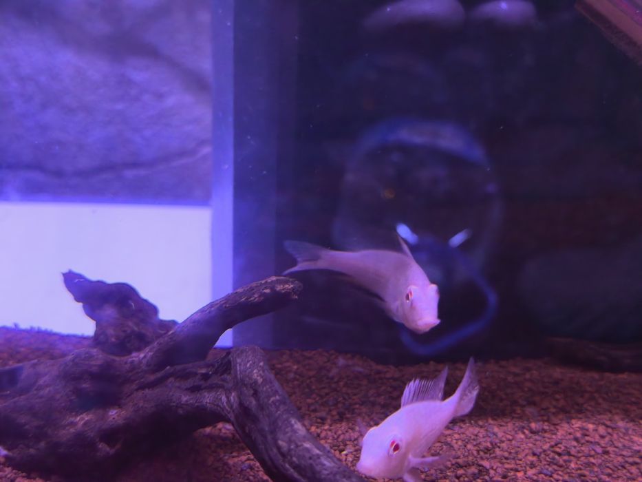 Monster Fish - Diversos -