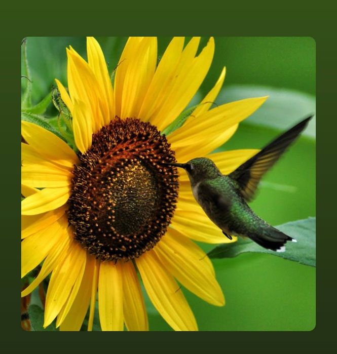 Massagem relaxante e terapêutica