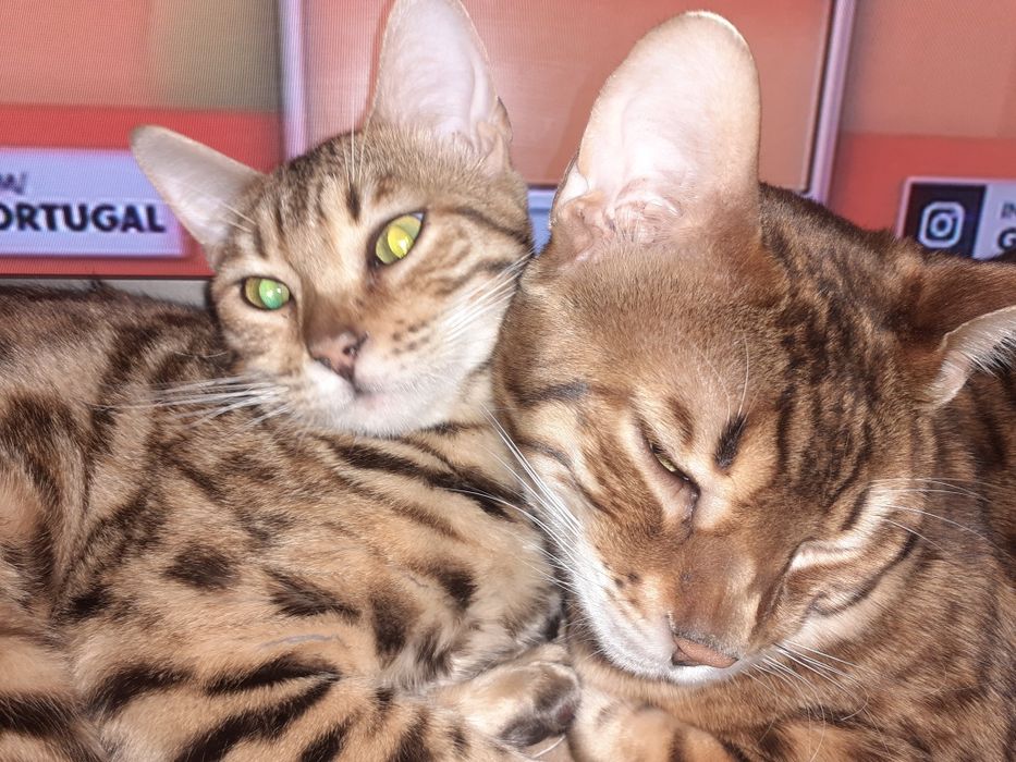 Gatinho  Bengal  excelente linhagem