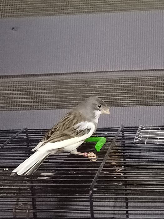 Kanarek samiec biało- grafitowy