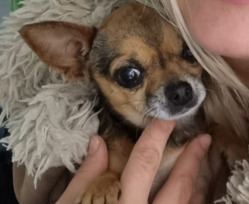 Chihuahua mini focinho curto