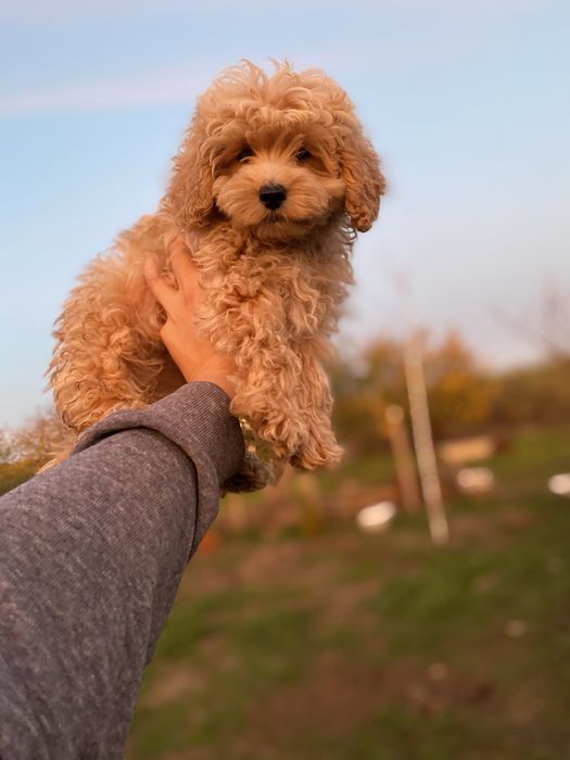 мальтипу — настоящий пушистый ангел!