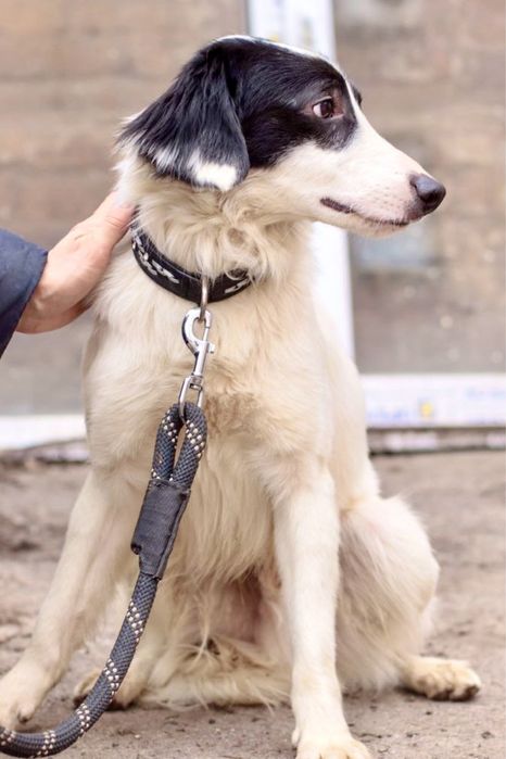 Милый мальчик Пилот ищет дом