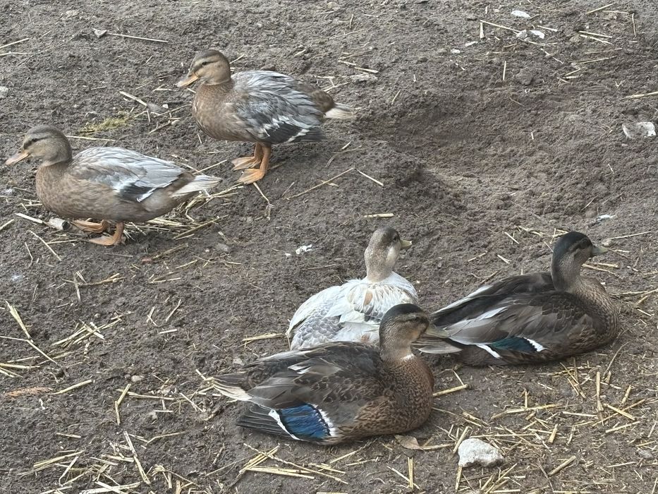 Kaczki call duck miniaturowe