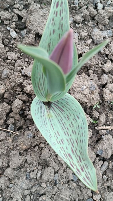 Продам  зрізом тюльпани та нарциси