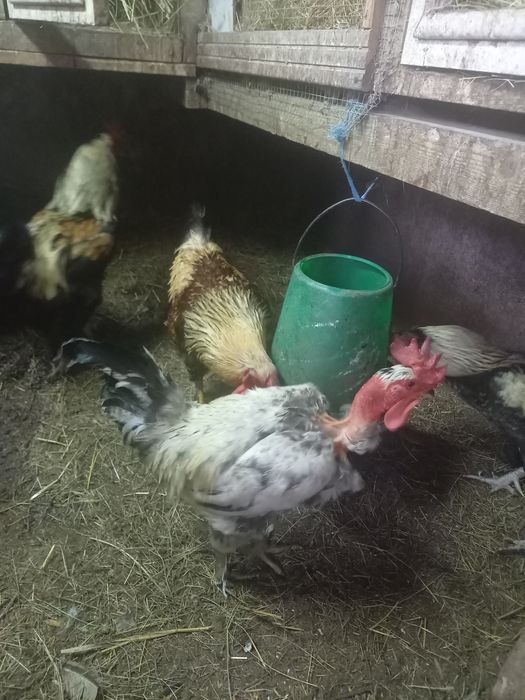 Galinhas e galos para mudar