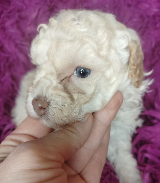 Pudel Toy, miniatura, apricot-beżowy