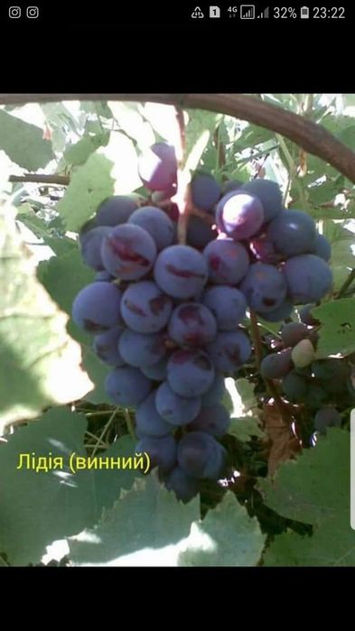Саджанці винограду