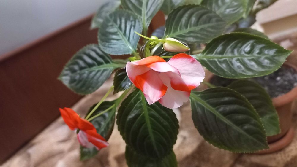 Бальзамін кімнатні рослини