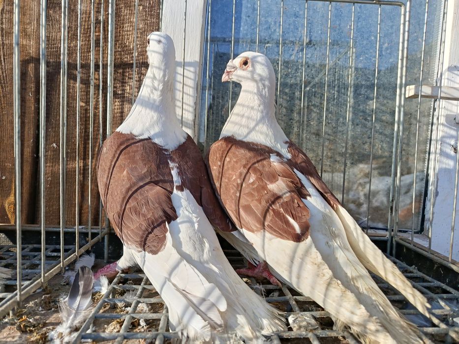 Śląskie tarczowe Śląski tarczowy