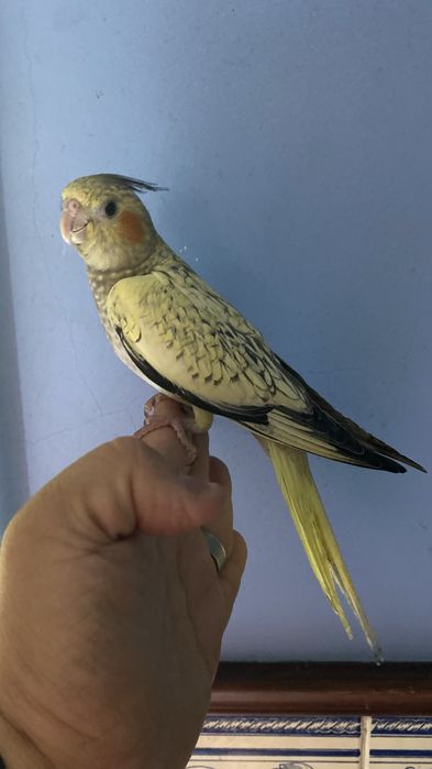 caturra domesticada excional