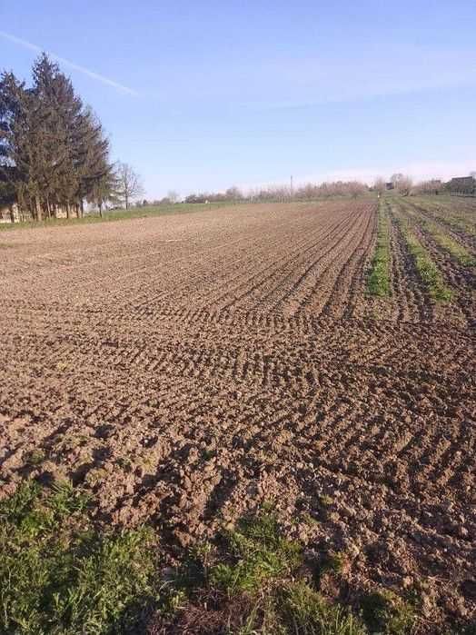 Działka budowlana w Pełczycach