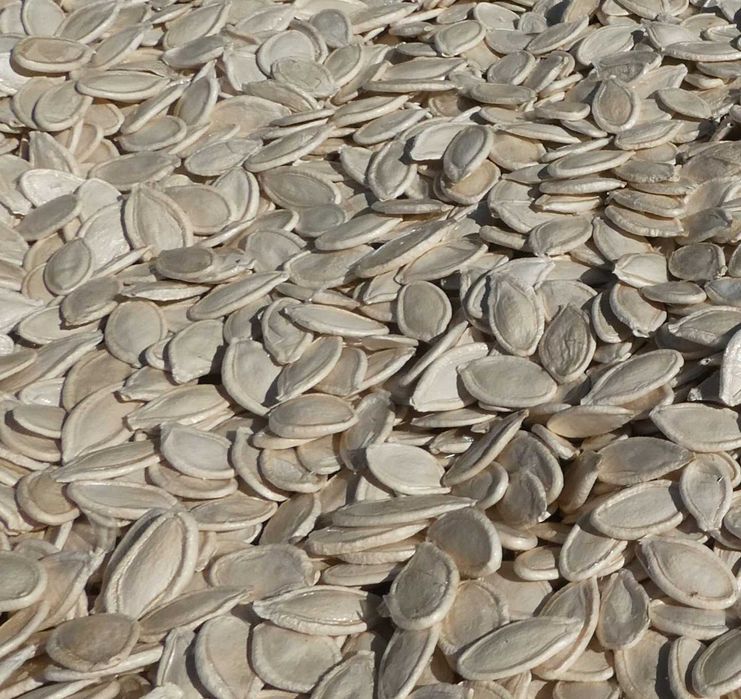 Pestki dyni w ŁUPINIE NIEŁUSKANE - 1 kg