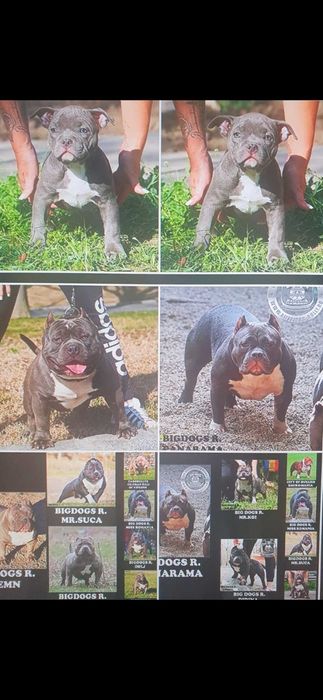 American bully abkc