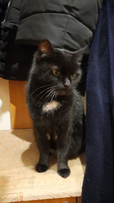 Віддамо в добрі руки