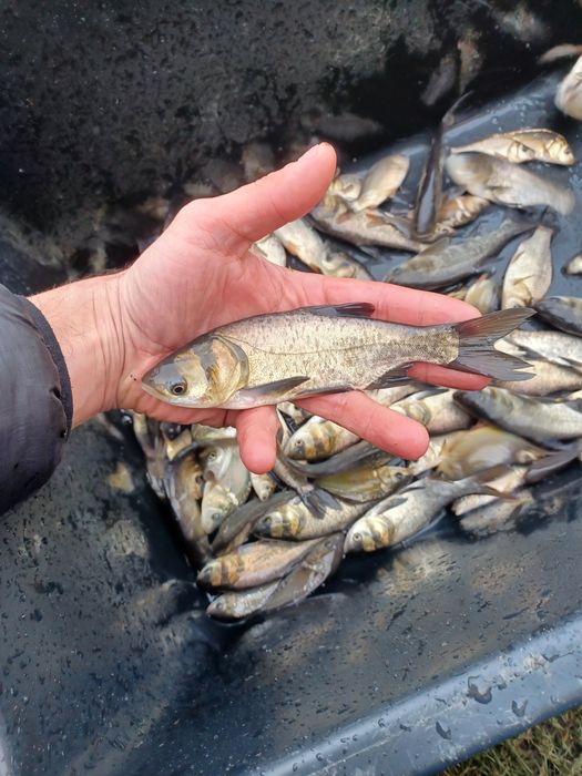 Amur narybek/kroczek. Tolpyga , Lin , Karp , Jesiotr.