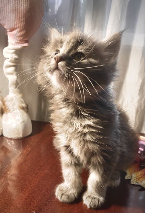 Котики породи мейн кун