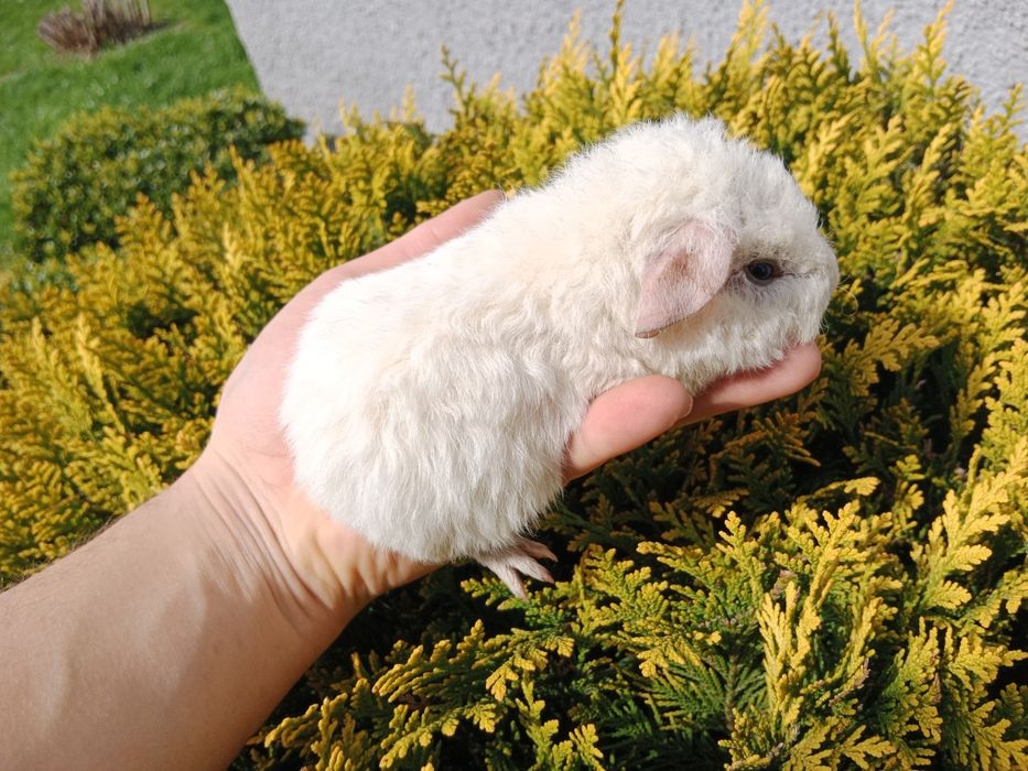 Samce US Teddy świnka morska