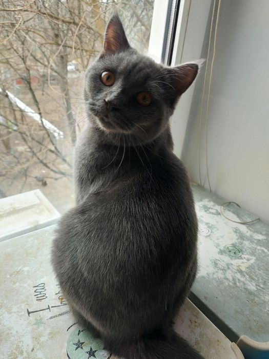 Кошенята шотландські  прямовухі