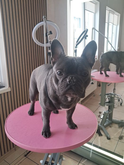 Гігієнічна та модельна стрижка собак малих та середніх порід.