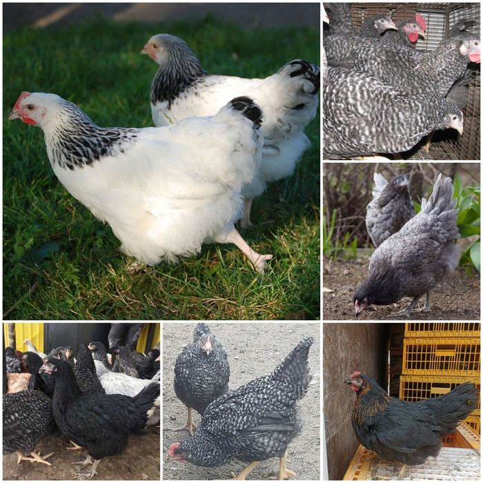 Кури вік 4,5 міс породи Домінант