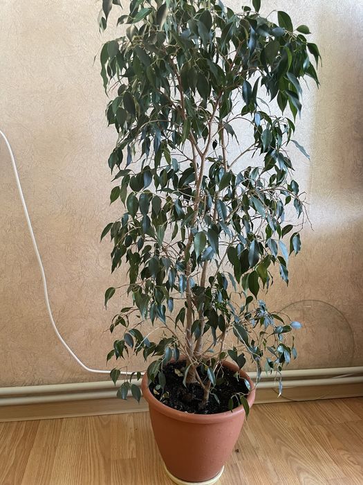 Продам фікус Бенджаміна