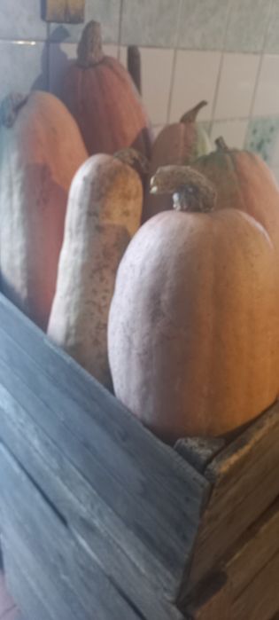 Продам домашние гарбуз/тыква
