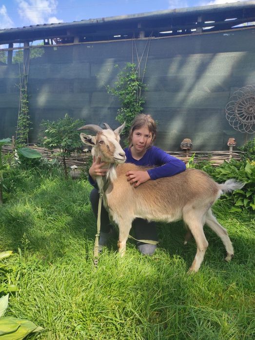 Продається коза молочної лініїї