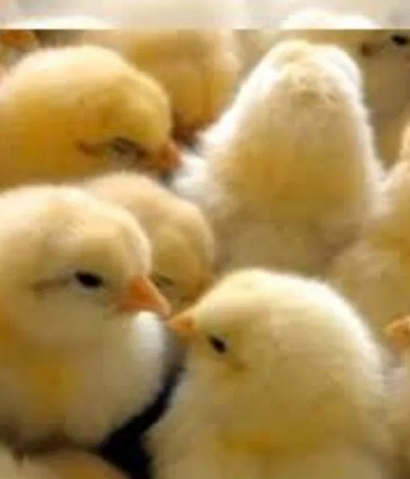 Інкубаційні яйця КОББ 500