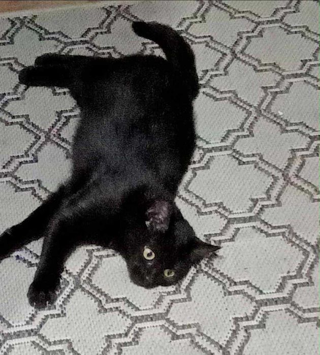 Piękna kotka Morgana szuka domku