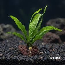 Feto de Java planta aquário