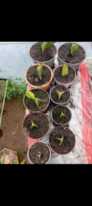 Estacas de pitayas em vasos - Planta fruta do dragão