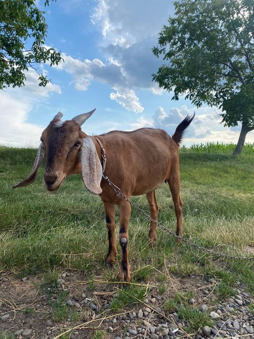 Продається козичка