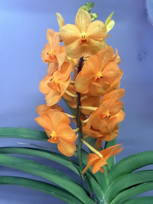 Орхідея Ванда, vanda