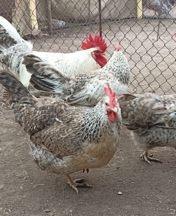 Яйце інкубаційне Бірківська Барвиста Бірки