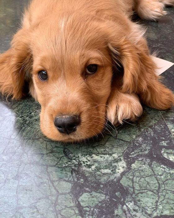 Англійський кокер-спаніель — дівчинка з м’якою вдачею та чудовою соціа