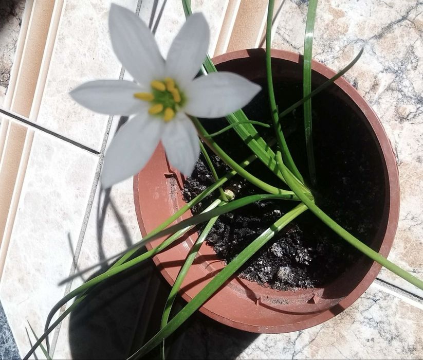 кімнатний крокус зефірантес білий