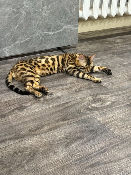Вязка бенгальского кота