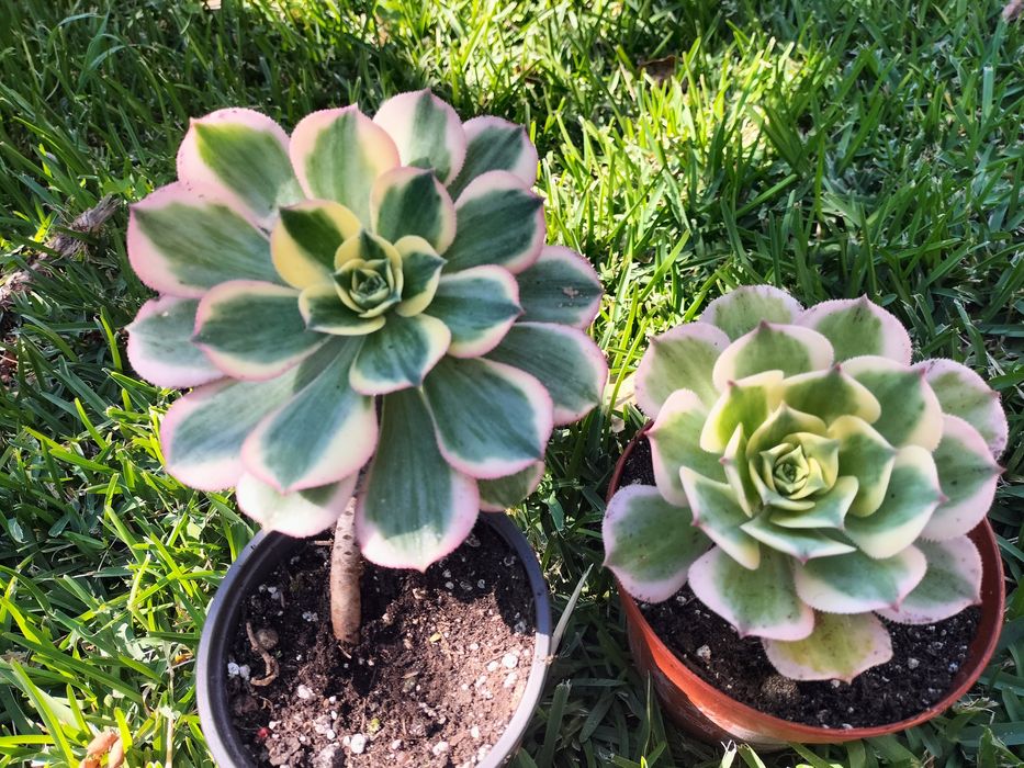 Aeoniuns (vários tipos)