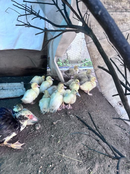 Patos  pequenos e grandes