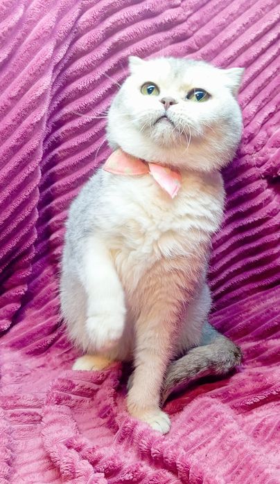 Шотландская серебристая шиншилла кошечка