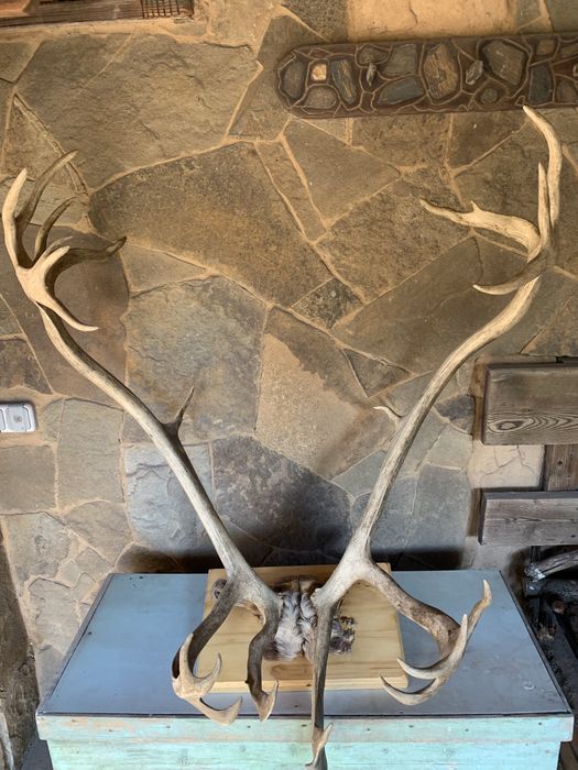 Продам рога оленя. Сделаны как вешалка.