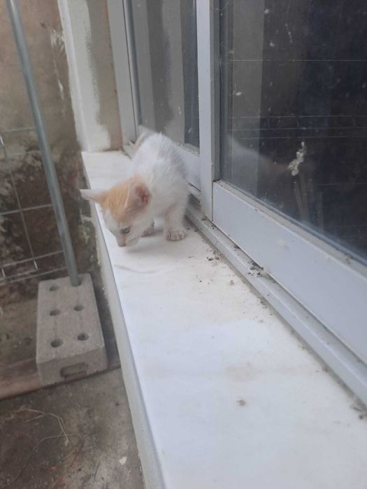 Gatinhos "raios de sol" bebés prontos para adoção