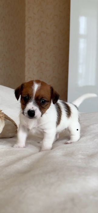 Найкращі малюки Джек Рассел терʼєра