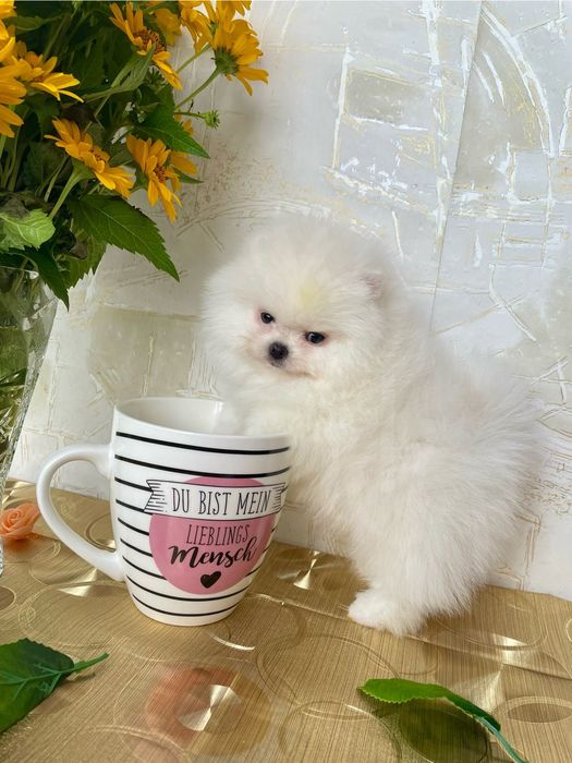 Шикарные девочки, шпиц чистокровный!