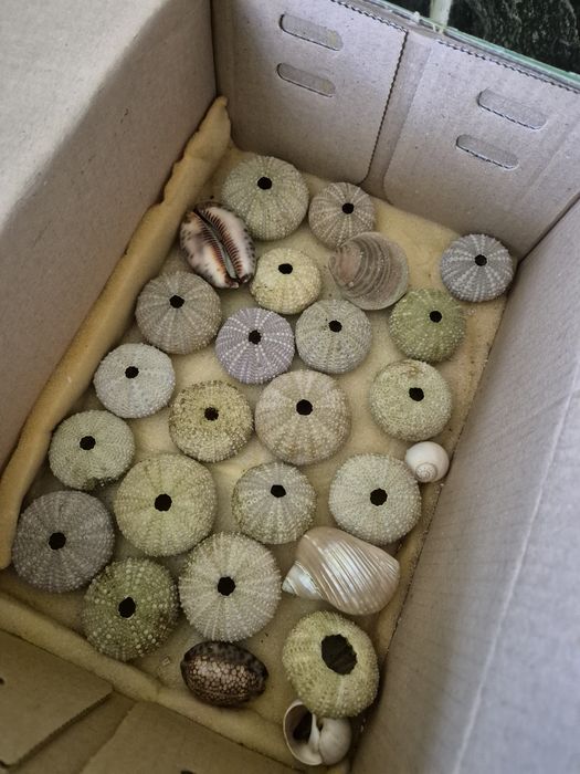 Conchas de Ouriços e búzios para artesenato ou decoração.