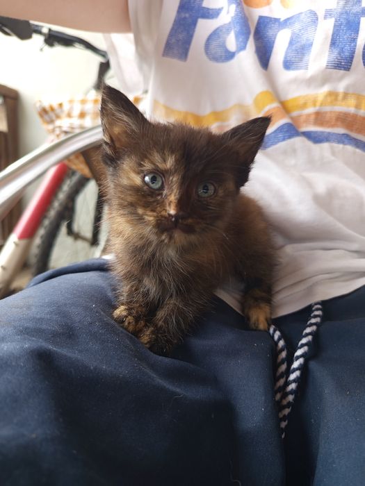 Кошеня в добрі руки